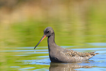 Spotted redshank, tringa erythropus, foraging in shallow water