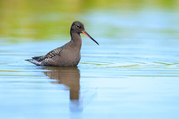 Spotted redshank, tringa erythropus, foraging in shallow water