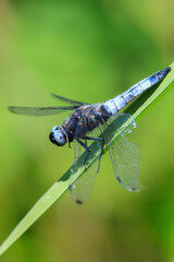 Scarce chaser, Libellula fulva, resting on vegetation