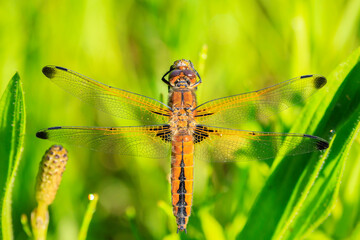 Scarce chaser, Libellula fulva, resting on vegetation