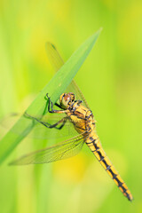 Female Black-tailed skimmer, Orthetrum cancellatum, closeup