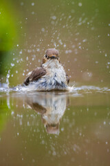 Closeup of a European pied flycatcher bird, Ficedula hypoleuca, perching on a branch, singing.