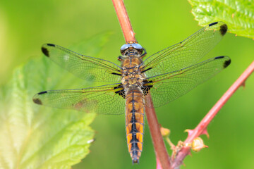 Scarce chaser, Libellula fulva, resting on vegetation