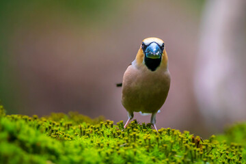 Closeup of a male hawfinch Coccothraustes coccothraustes songbird perched in a forest.