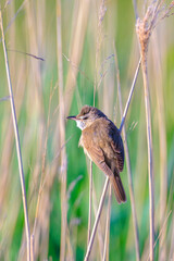 Close up of a great reed warbler, acrocephalus arundinaceus, bird singing in reeds