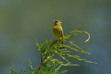 Greenfinch male Chloris chloris bird singing