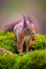 Eurasian red squirrel, Sciurus vulgaris, in a forest