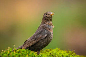 Blackbird, turdus merula, female bird perched