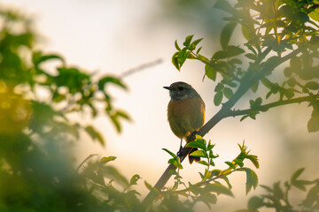 Male Stonechat, Saxicola rubicola, bird singing