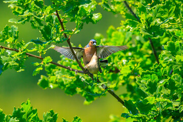 Male and female chaffinch, Fringilla coelebs, mating in a tree in a green forest.