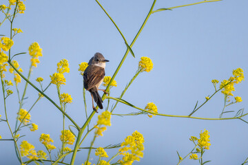 Whitethroat bird, Sylvia communis, foraging in a meadow