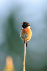 Male Stonechat, Saxicola rubicola, bird singing during sunset