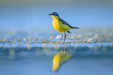 Closeup of a male western yellow wagtail bird Motacilla flava foraging in water