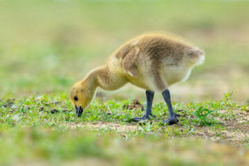 Canadian goose Branta canadensis pullus in a meadow
