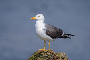 Lesser black-backed gull, Larus fuscus, perched