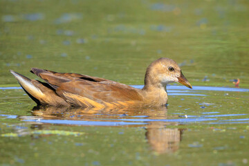 Young common moorhen, Gallinula chloropus