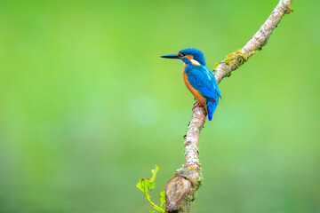 Close up of a Kingfisher, Alcedo Atthis, fishing