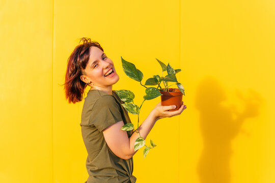 Cheerful woman holding plant while standing by yellow wall