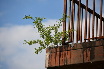 錆の中から芽生えた植物は、空を夢見ている
