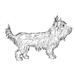 A small dog, a skoch terrier, a black and white ink sketch. Vector illustration. Drawing of a shaggy dog with a fluffy tail, isolated on a white background. The sketch is made in a simple style