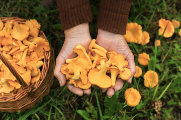 Сhanterelle mushrooms in mushroom picker hands in basket close up top view. Mushroomer with wild forest yellow orange chanterelles mushroom harvest in nature