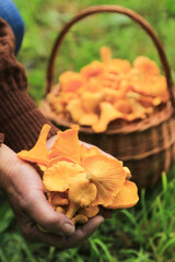 Сhanterelle mushrooms in mushroom picker hands in basket close up macro. Mushroomer with wild forest yellow orange chanterelles mushroom harvest in nature