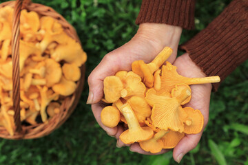 Сhanterelle mushrooms harvest in mushroom picker hands close up macro top view. Mushroomer Picking Wild forest yellow chanterelles mushroom outdoor in nature