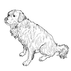 Large shaggy dog sitting, retriever, St. Bernard, black and white ink sketch. Vector illustration. A grazing dog, isolated on a white background. The drawing is made in a simple style