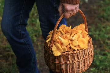 Сhanterelle mushrooms in mushroom picker hands in basket close up. Mushroomer with wild forest yellow chanterelles mushroom harvest