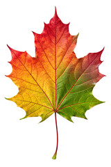 Fototapeta premium Autumn leaf.