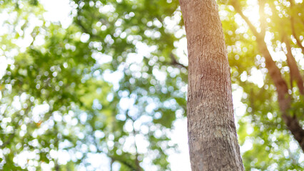 Close-up of tree bark with soft bokeh background. Perfect for eco themes, nature concepts, and tranquil, organic lifestyle visuals.
