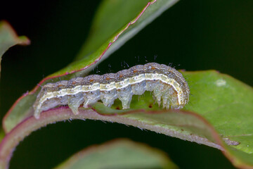 Helicoverpa Caterpillar (Helicoverpa sp.) - feeding on green leaf in macro close-up