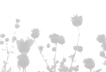 The shadow of the poppy pods on the white wall. A black and white image to overlay on a photo or mockup
