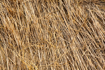 Golden dry straw texture creating a rustic natural background.