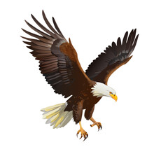 Fototapeta premium bald eagle in flight