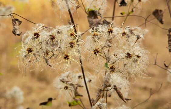 Dried clematis fruit with feathery plumes in soft focus outdoor setting. - Powered by Adobe