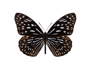 butterfly Ideopsis vulgaris isolated on white background