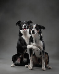 A pair of border collies sits upright, looking forward attentively. Their black and white fur patterns create a striking contrast against the dark background.