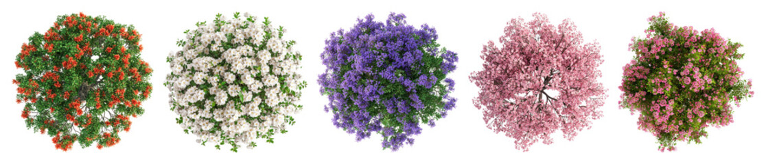 Obraz premium PNG Colorful floral top view, element set on transparent background