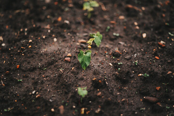 A row of bean plants in the garden. Small plants bathed in sunlight. A green leaf pushes through black soil and stone, a striking symbol of life, hope, and persistence.