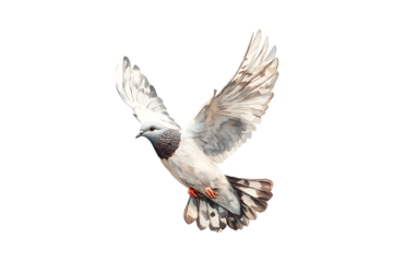 White pigeon flying isolated on transparent background