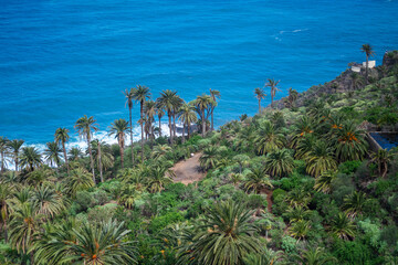 A lush green forest with palm trees and a body of water in the background. The scene is serene and...