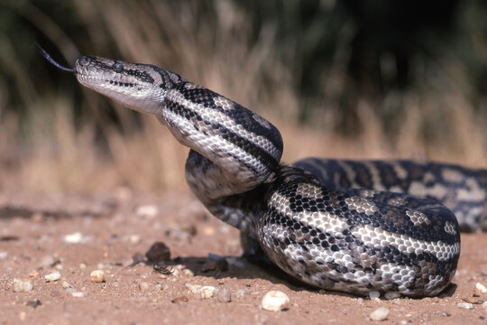 Murray Darling Carpet Python Images – HD & 4K Photos Free to Download ...