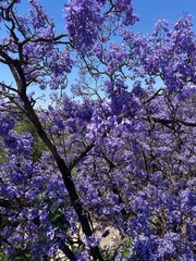 Vibrant Jacaranda Tree in Full Bloom