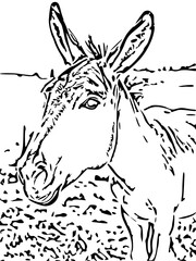 donkey in a black and white