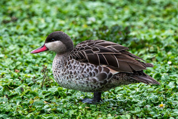 Fototapeta premium Red-Billed Teal (Anas erythrorhyncha) is a dabbling duck found in Eastern Africa and also known as the Red-Billed Duck, African wildlife stock photo image
