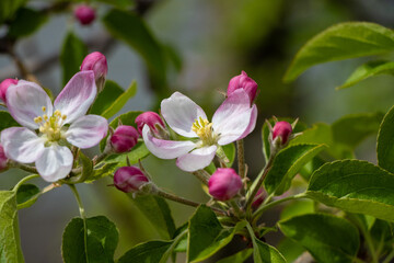Flowers and buds on an apple tree