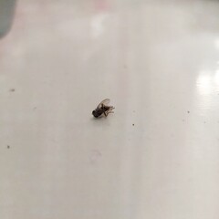 Zoom on the dead fly in a display case.