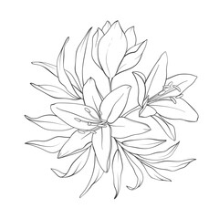 Elegant floral line art bouquet composition. Hand drawn delicate lily flowers and leaves in minimalist style for prints, wall decor, wedding invitations, greeting cards. Vector delicate illustration.