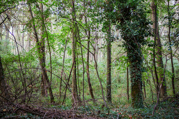 Dense forest path winding through vibrant green trees and undergrowth.